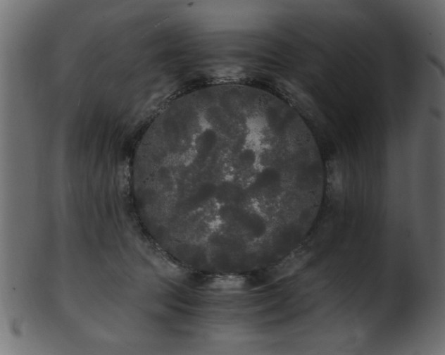 X0000101950369200807181455