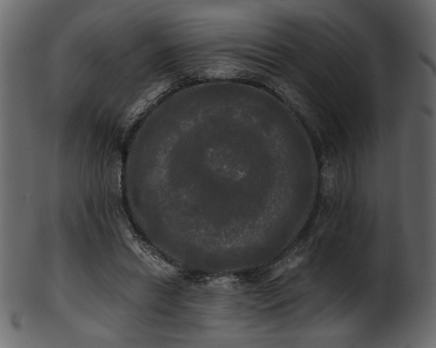 X0000101950446200807181454