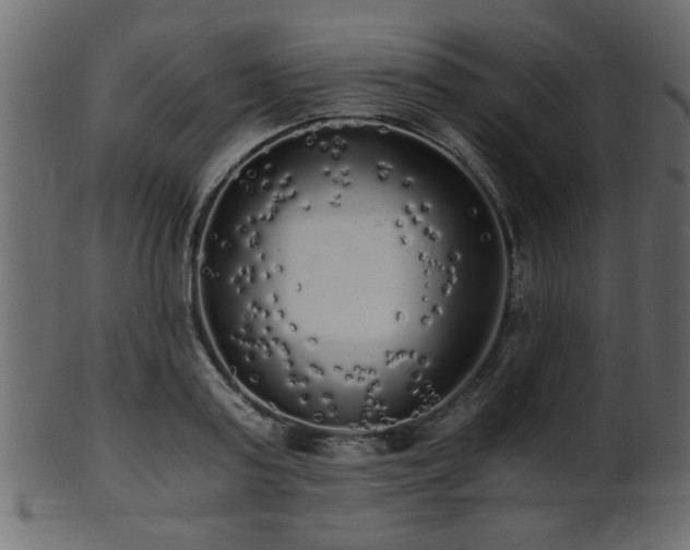 X0000101950795200807181449