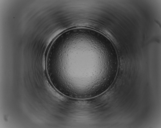 X0000101951036200807181446