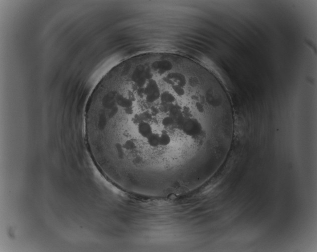 X0000101951095200807181445