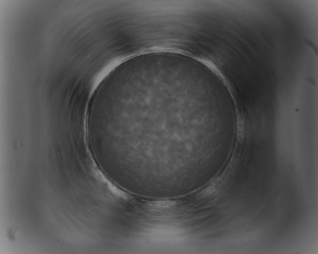 X0000101951294200807181442