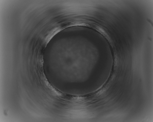 X0000101951377200807181440