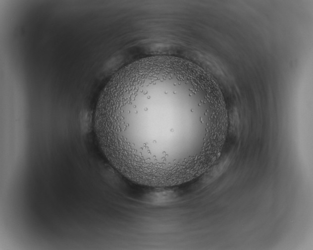 X0000101950278200807251140