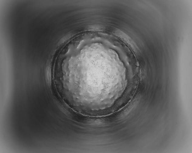 X0000101950349200807251139