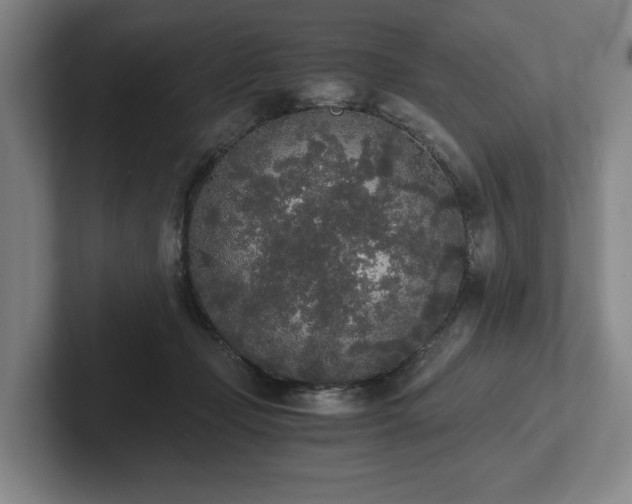 X0000101950365200807251139