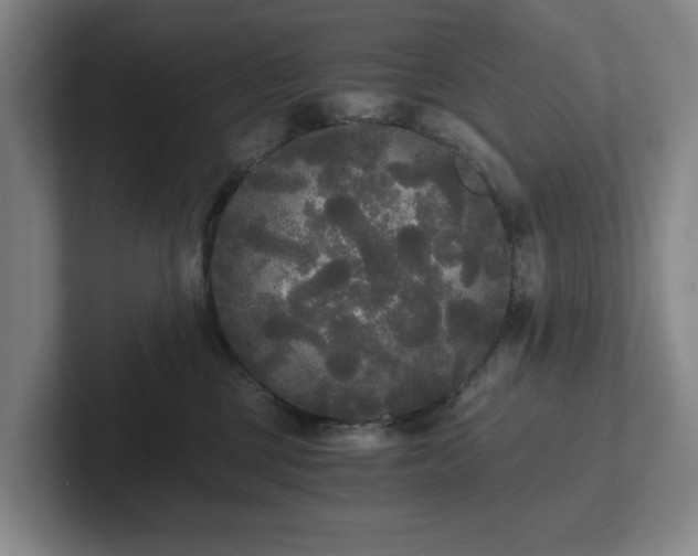 X0000101950377200807251139