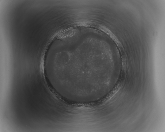 X0000101950434200807251137