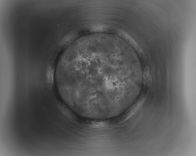 X0000101950454200807251138