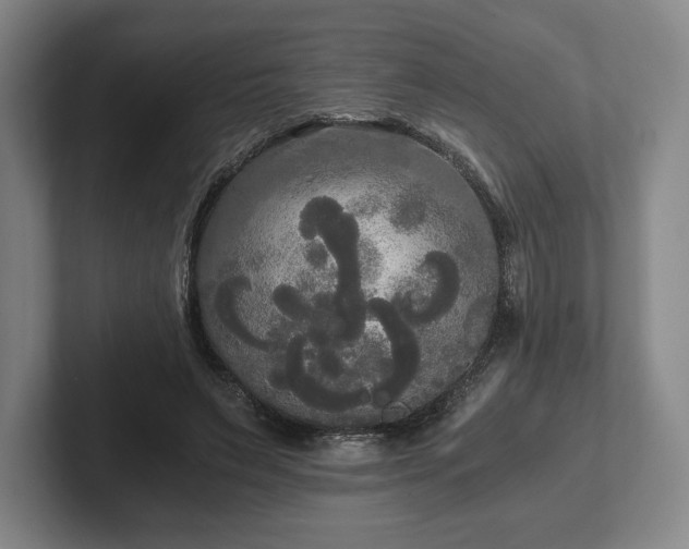 X0000101950495200807251137