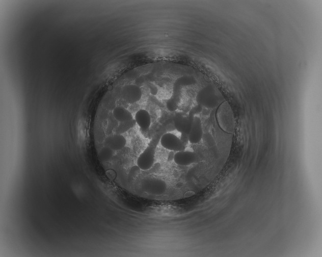 X0000101950695200807251135