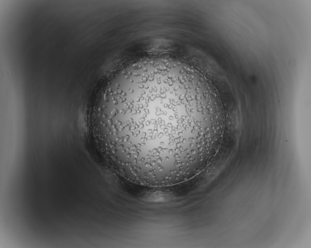 X0000101950755200807251134
