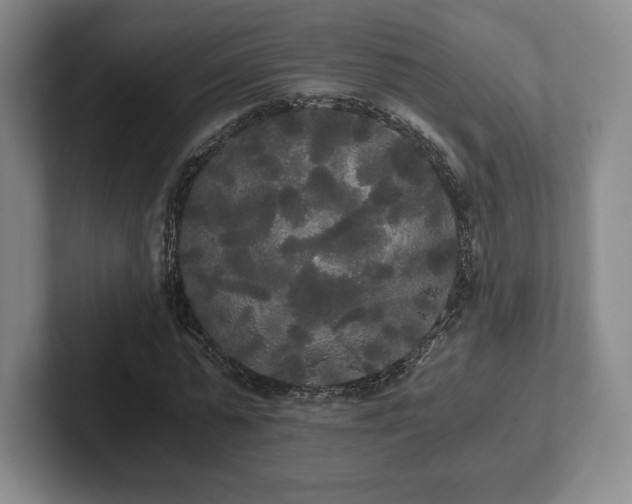 X0000101950775200807251133