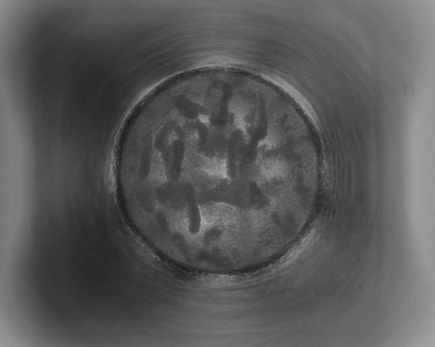 X0000101950783200807251133