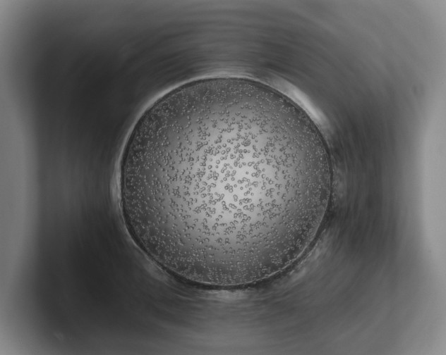 X0000101950996200807251131