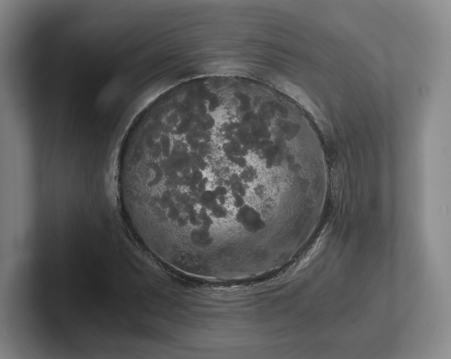 X0000101951071200807251130