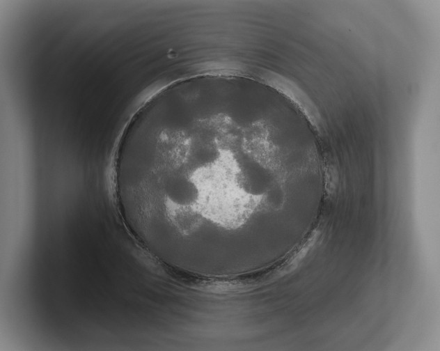 X0000101951074200807251130