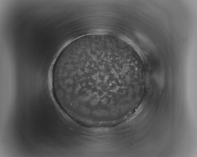 X0000101951083200807251129