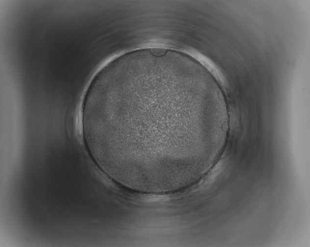 X0000101951238200807251128