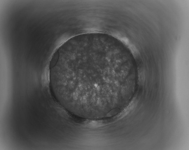 X0000101951365200807251126