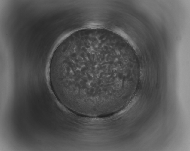 X0000101951421200807251125