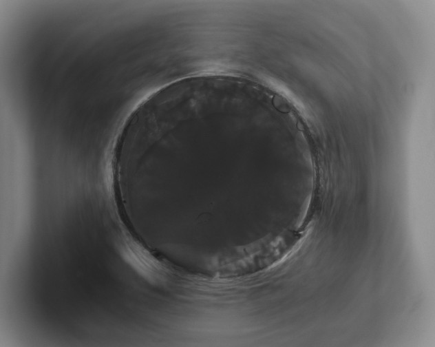 X0000101951463200807251125