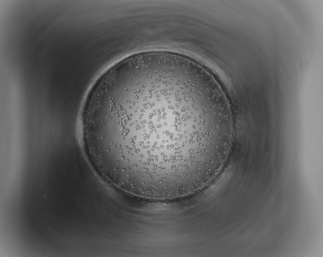 X0000101951517200807251124