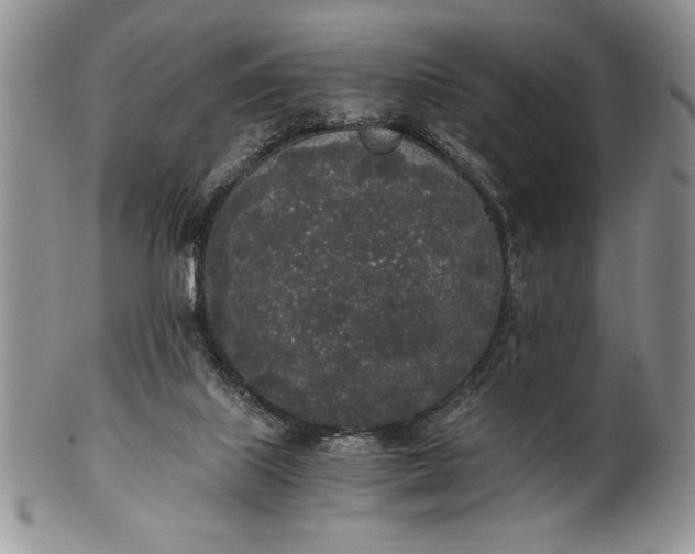 X0000101950067200808011055