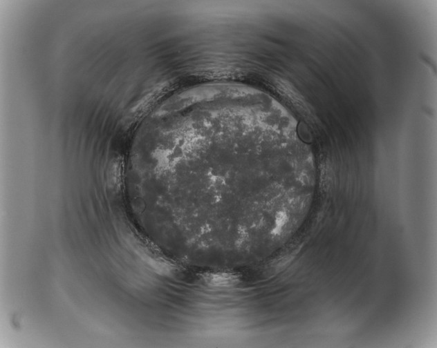 X0000101950165200808011053