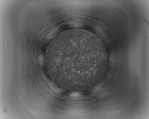 X0000101950177200808011053