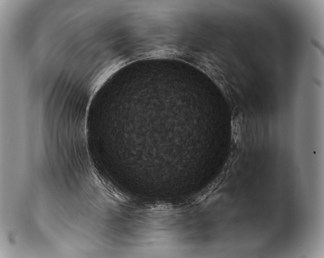 X0000101950196200808011053