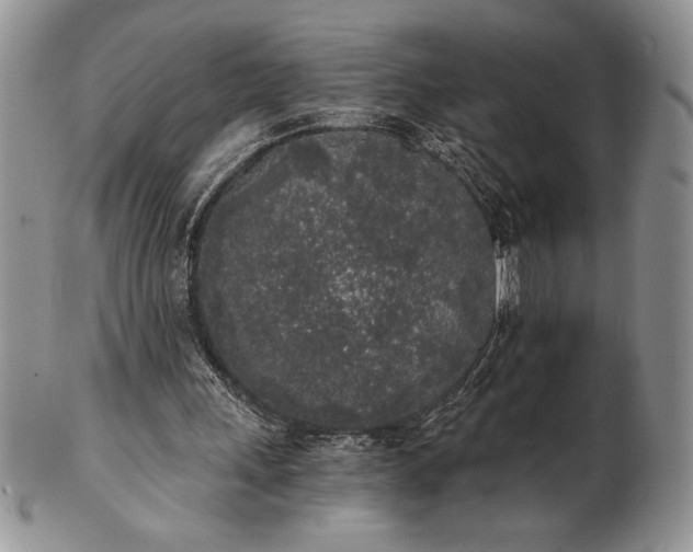 X0000101950243200808011052