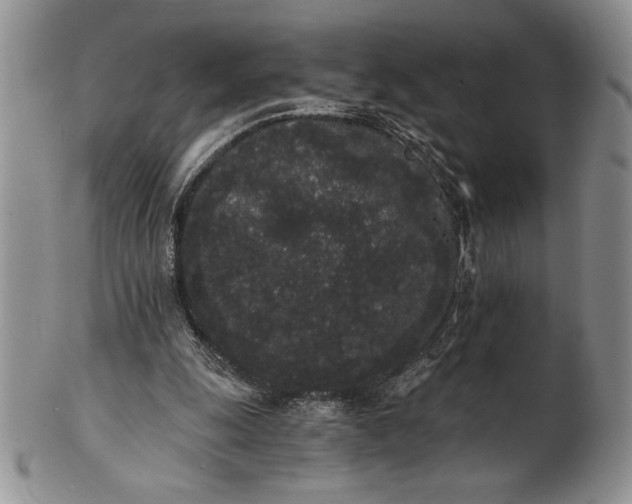 X0000101950247200808011052