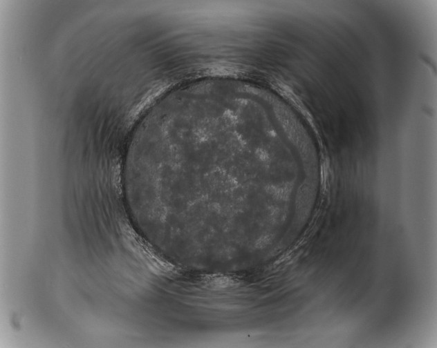 X0000101950249200808011052