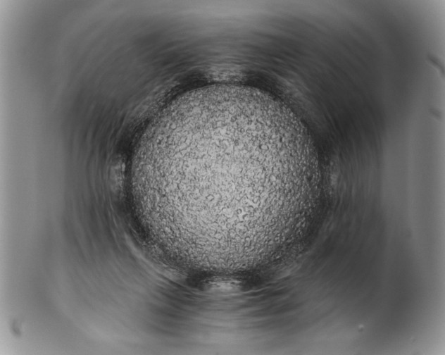 X0000101950263200808011052