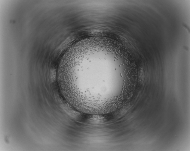 X0000101950278200808011052