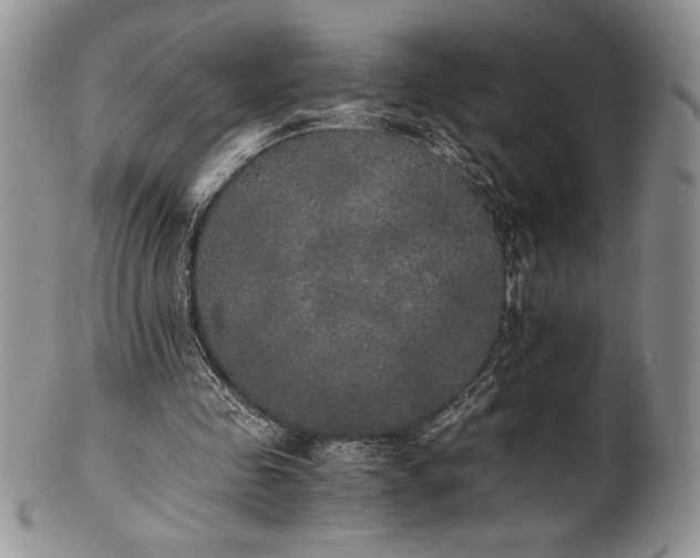 X0000101950341200808011050