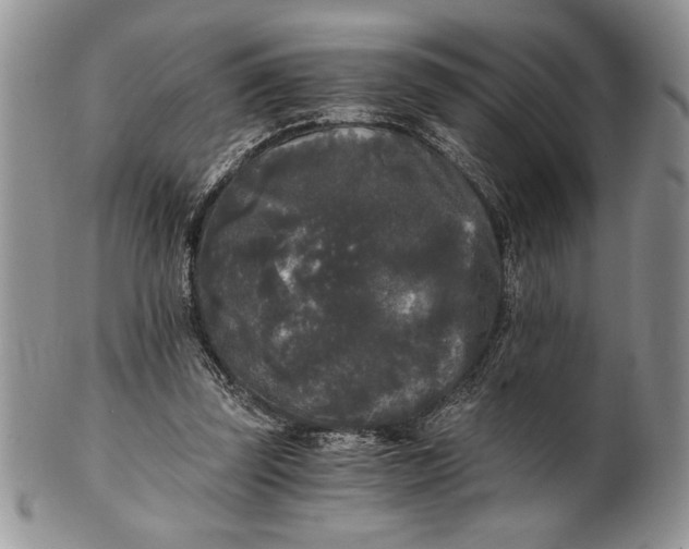 X0000101950347200808011050