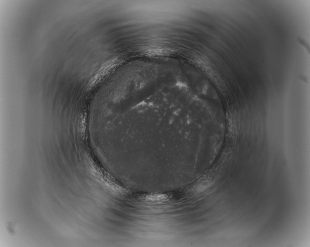 X0000101950357200808011051