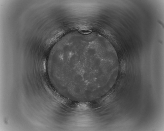 X0000101950358200808011051