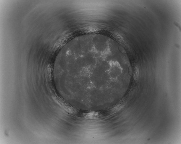 X0000101950366200808011051