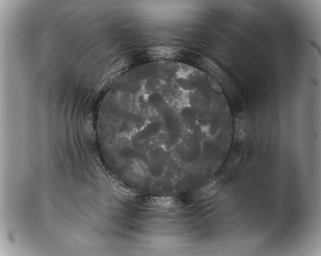 X0000101950377200808011051