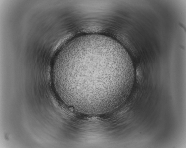 X0000101950396200808011050