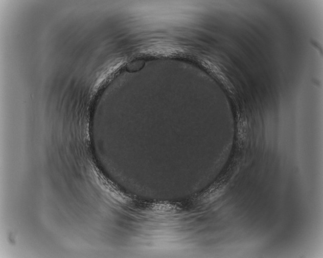 X0000101950399200808011050