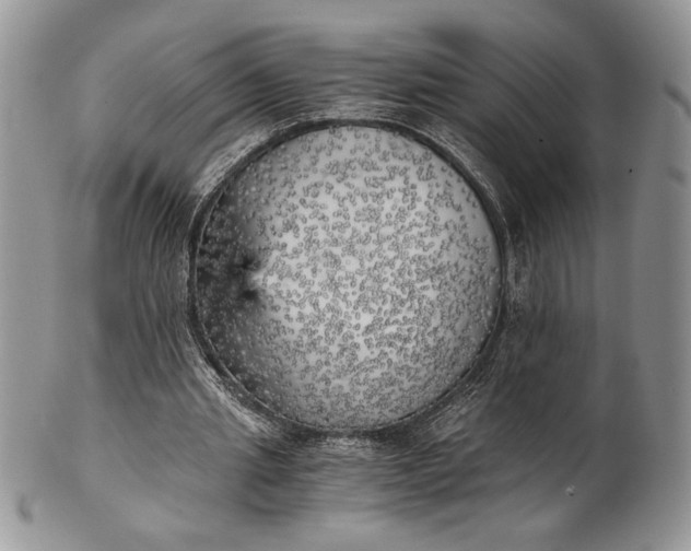 X0000101950437200808011049