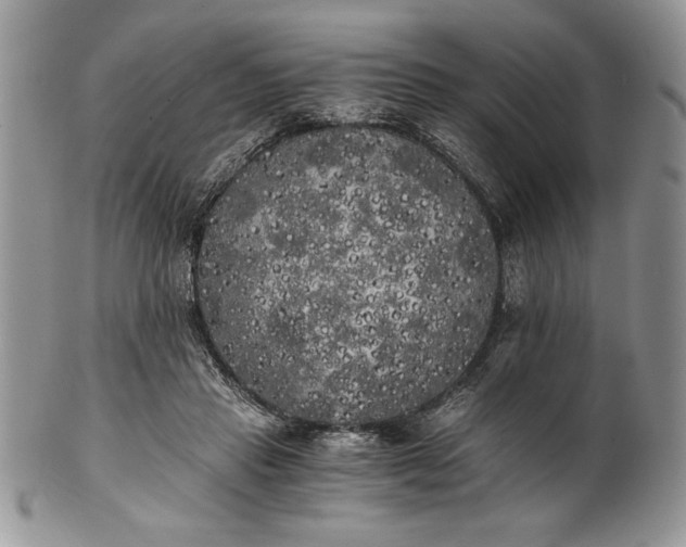 X0000101950453200808011049