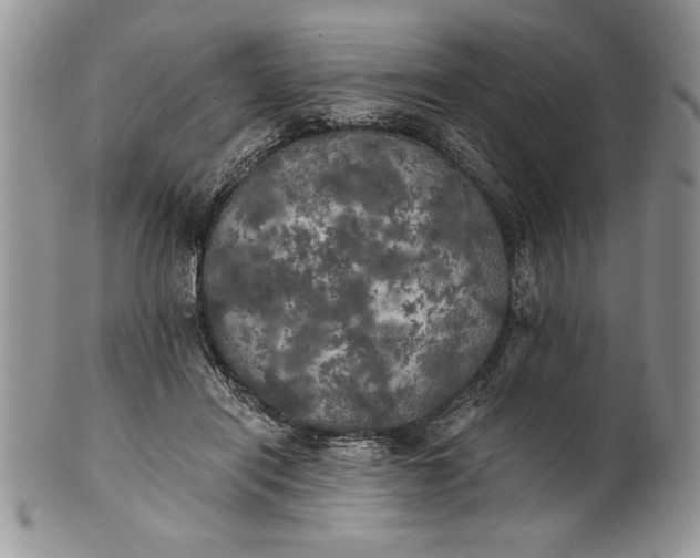 X0000101950454200808011049