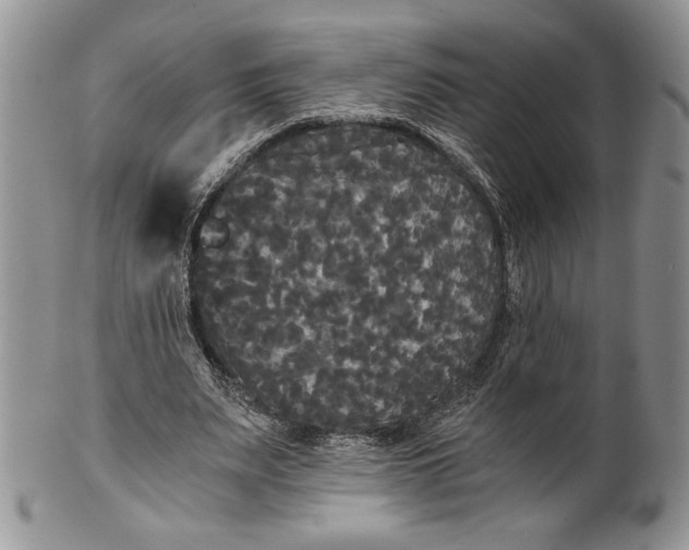 X0000101950487200808011049