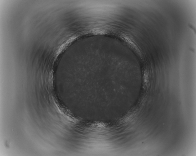 X0000101950492200808011049