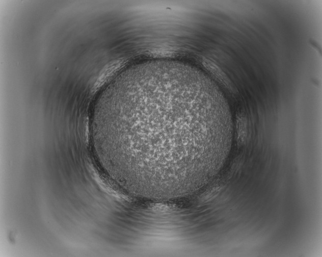 X0000101950494200808011049